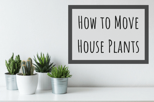 how to move house plants